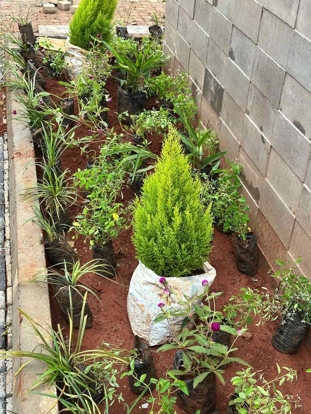 Muthithi Gardens Estate Entrance Flower Bed Staging (Before)