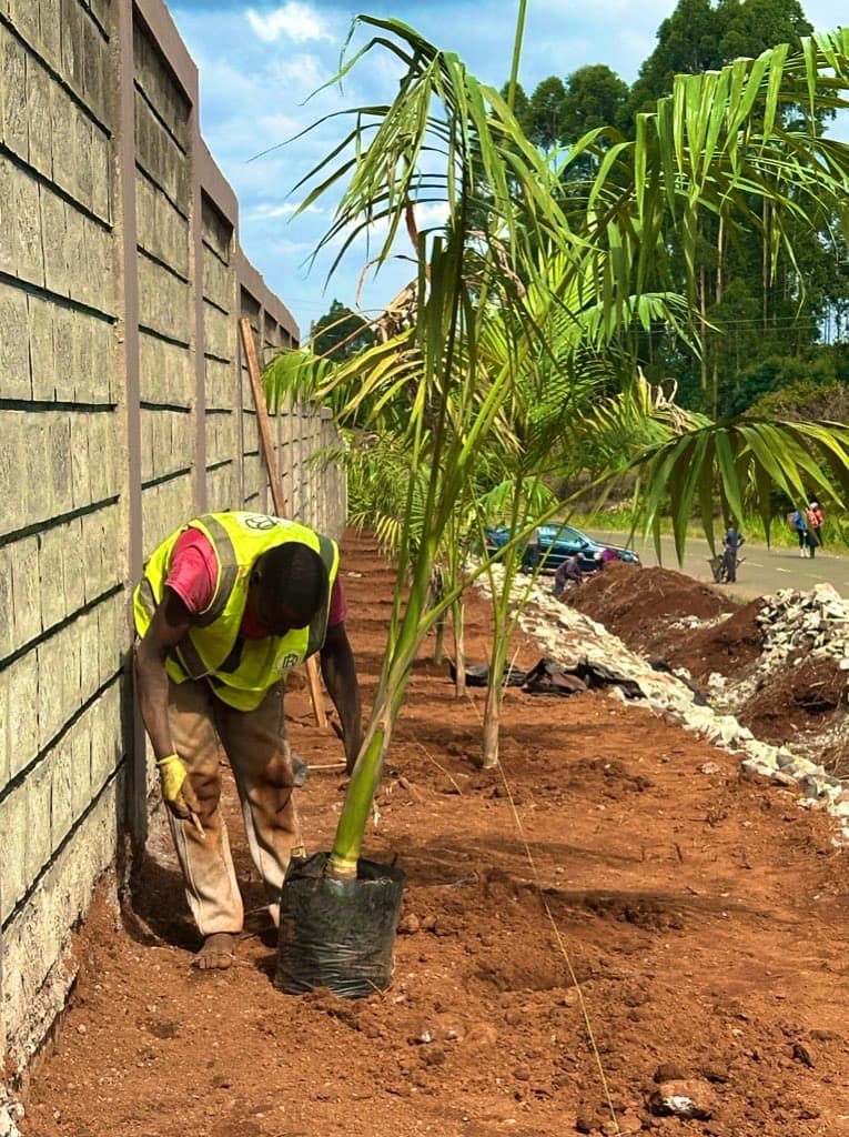 Mununga Corridor Garden — Royal Palm Installation