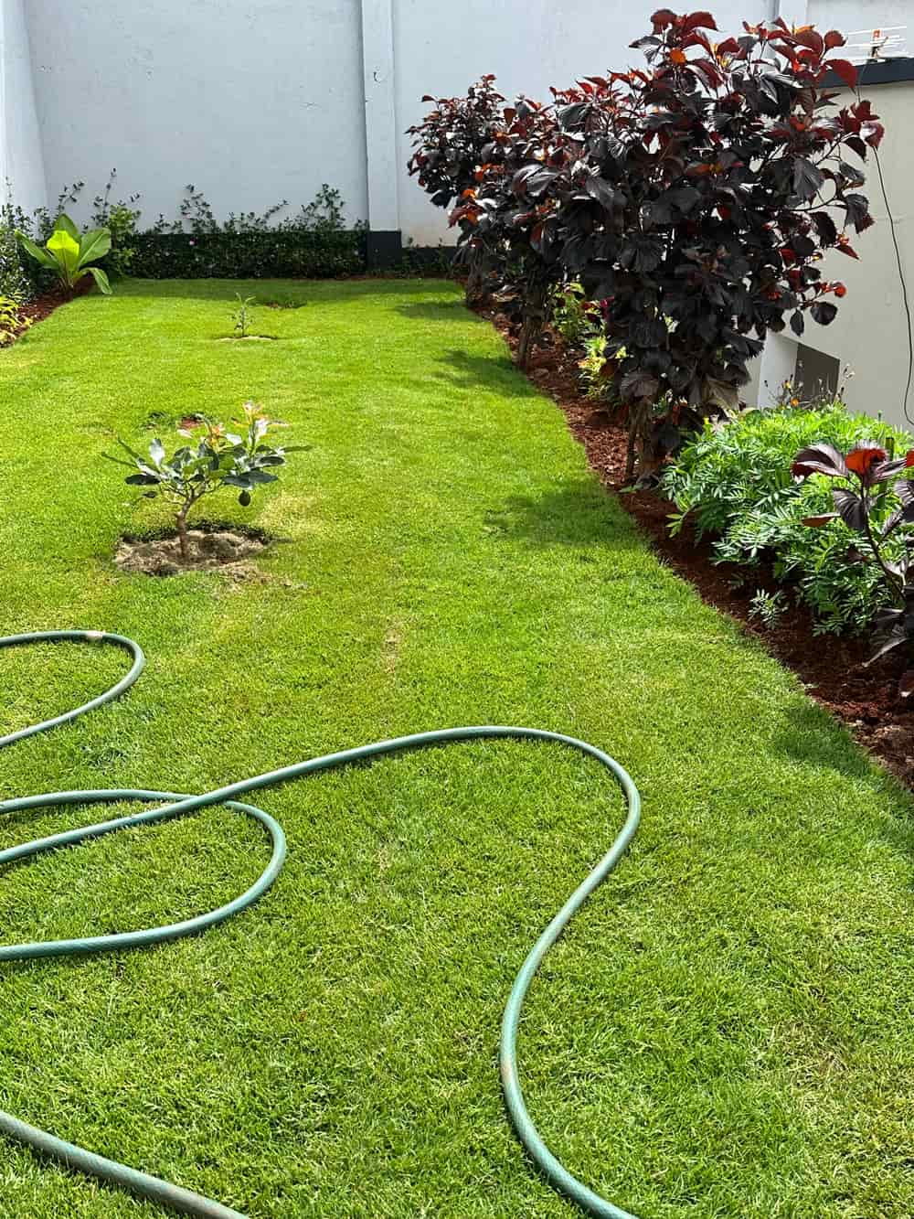 Runda Corridor Garden — Lawn Establishment