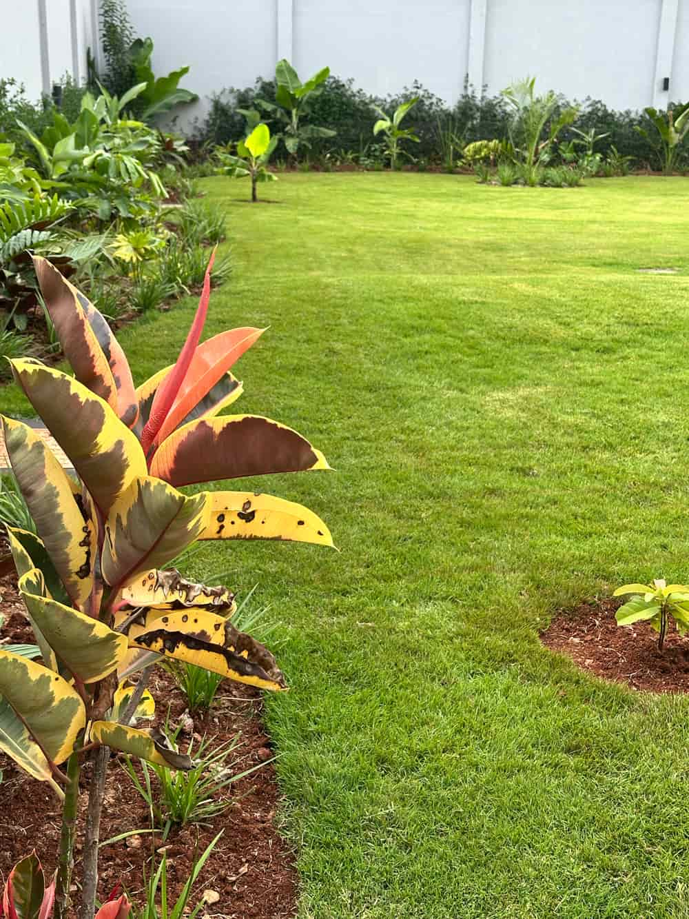 Runda Grass Lawn Establishment